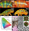 Thumbnail for File:Colour change and iridophore types in panther chameleons.png