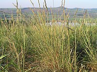 Festuca valesiaca