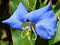 Coloración azul por antocianinas en flores