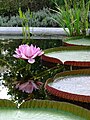 Victoria amazonica en la Botanika Ĝardeno de Amsterdamo, Nederlando.