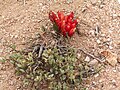 3.a Holoparàsita Hyobanche sanguinea, Richtersfeld, Namaqualand, northern cape, Sud-àfrica