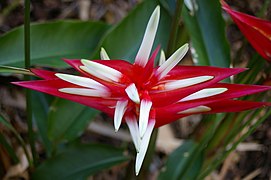 Heliconia angusta, Mt Coot-tha Botanic Gardens, Toowong IMGP0057.jpg