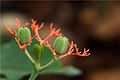 Fruto de Jatropha podagrica