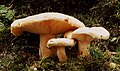 Ryzec pýřitý (Lactarius pubescens)