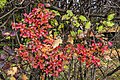 * Nomination: Autumnal hedge on Paulaweg, Pörtschach, Carinthia, Austria -- Johann Jaritz 01:55, 23 October 2024 (UTC) * Review CA in the upper corners, otherwise ok. --Plozessor 03:21, 23 October 2024 (UTC)