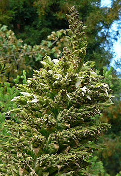 Titanka (Puya raimondii)