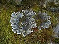 Peltigera canina - Kerava, Finland