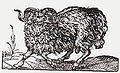 A ram by Jost Amman, 1569