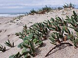 Polygonum maritimum