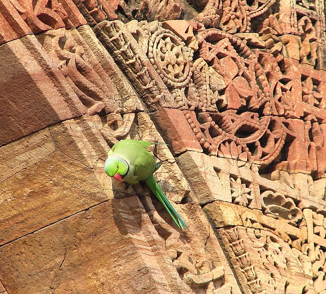 File:Psittacula krameri -mosque at Qutb complex -Delhi.jpg