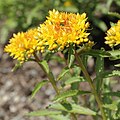 Rhodiola kirilowii