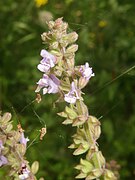 Salvia plebeia