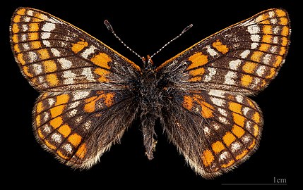 Euphydryas iduna ♀