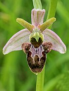 Ophrys × nouletii