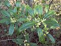 Osmanthus americanus