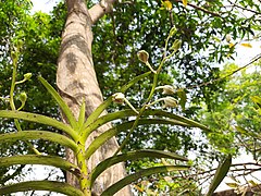 Buds of Vanda tessellata.jpg