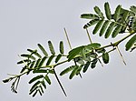 Shailendra Tree -- Vachellia nilotica