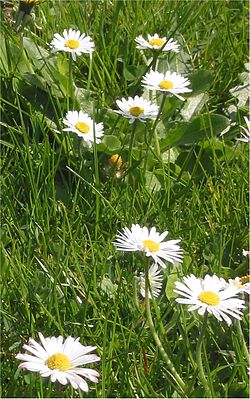 Meiruus (Bellis perennis)