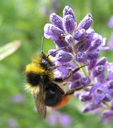 Bombus pratorum