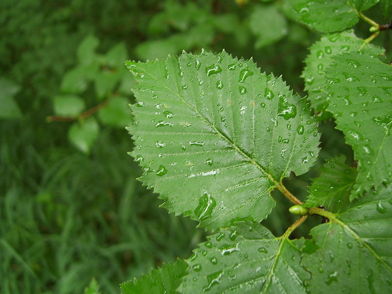 File:Changbai Betula leafage.JPG