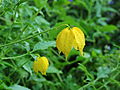 * Nomination: Flower Clematis tangutica after rain.-- Famberhorst 05:03, 10 August 2013 (UTC) * Review Pretty, but feels a little blue. Tell me the colour balance is right and I'll promote. Mattbuck 06:56, 10 August 2013 (UTC)  Comment The photo was taken in RAW and have saved in JPG. Him without processing The blue dots in the picture are a Salvia.-- Famberhorst 15:42, 10 August 2013 (UTC)  Done Small correction.-- Famberhorst 16:01, 16 August 2013 (UTC)