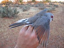 The rufous inner vanes of the primary feathers are clearly visible in this captive bird, Northern Territory, Australia