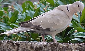 DSC02017 - Eurasian collared dove.jpg