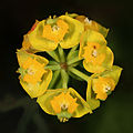 Euphorbia cyparissias quadrat