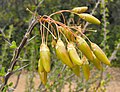 Plody Fouquieria macdougalii