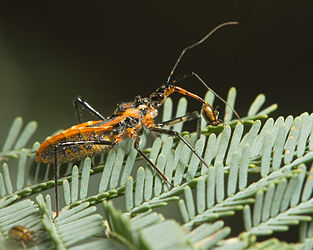 Assassin bug