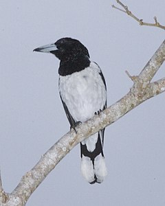 Description de l'image Hooded Butcherbird (Cracticus cassicus) perched on branch.jpg.