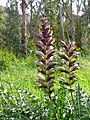 Acanthus hirsutus subsp. syriacus