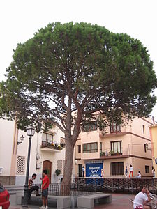 A Plaza Mayor de l'Alfàs del Pi