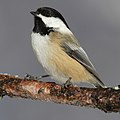 Black-capped Chickadee (Parus atricapillus)