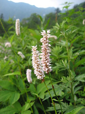 Kurnskraager (Bistorta officinalis)