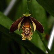 Prosthechea livida