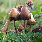 Psilocybe semilanceata