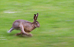 Springande fälthare (Lepus europaeus)