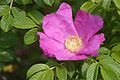 R. rugosa pink