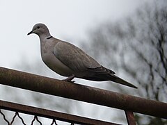 Streptopelia decaocto in Josselin.jpg