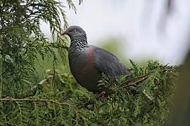 Columba trocaz