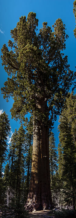 Sherman tábornok fája a Sequoia Nemzeti Parkban