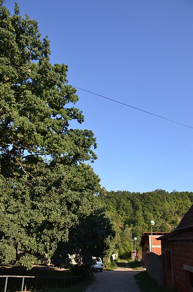 File:Zapis-0454-Kolare-hrast-luznjak-spomenik-prirode 20150828 1333.jpg