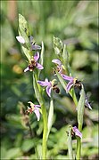 Ophrys oestrifera