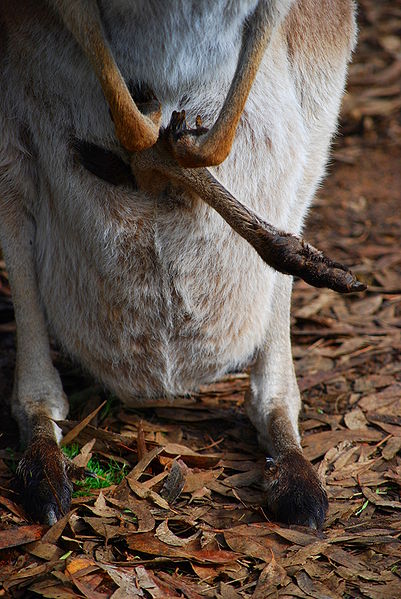 File:Macropus robustus - with Joey.JPG