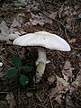 Agaricus xanthodermus (Syn. Agaricus xanthoderma)