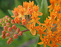 Closeup showing unopened, opening, and fully opened flower buds