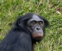 Foto eines Bonobo im Dreiviertelprofil