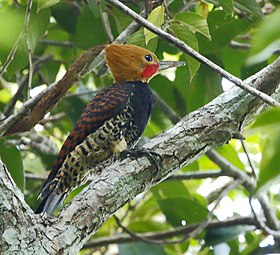 Macho avistado em Linhares, Espírito Santo, Brasil