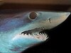 A shark's head, with jaws open displaying teeth